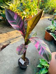 Banan Planta/Musa - Nono x Hot Pink Banana