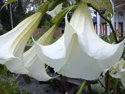 Änglatrumpet/Brugmansia - Enkel Vit