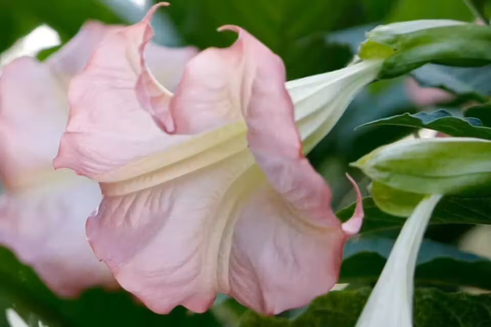 Änglatrumpet/Brugmansia - Enkel Rosa