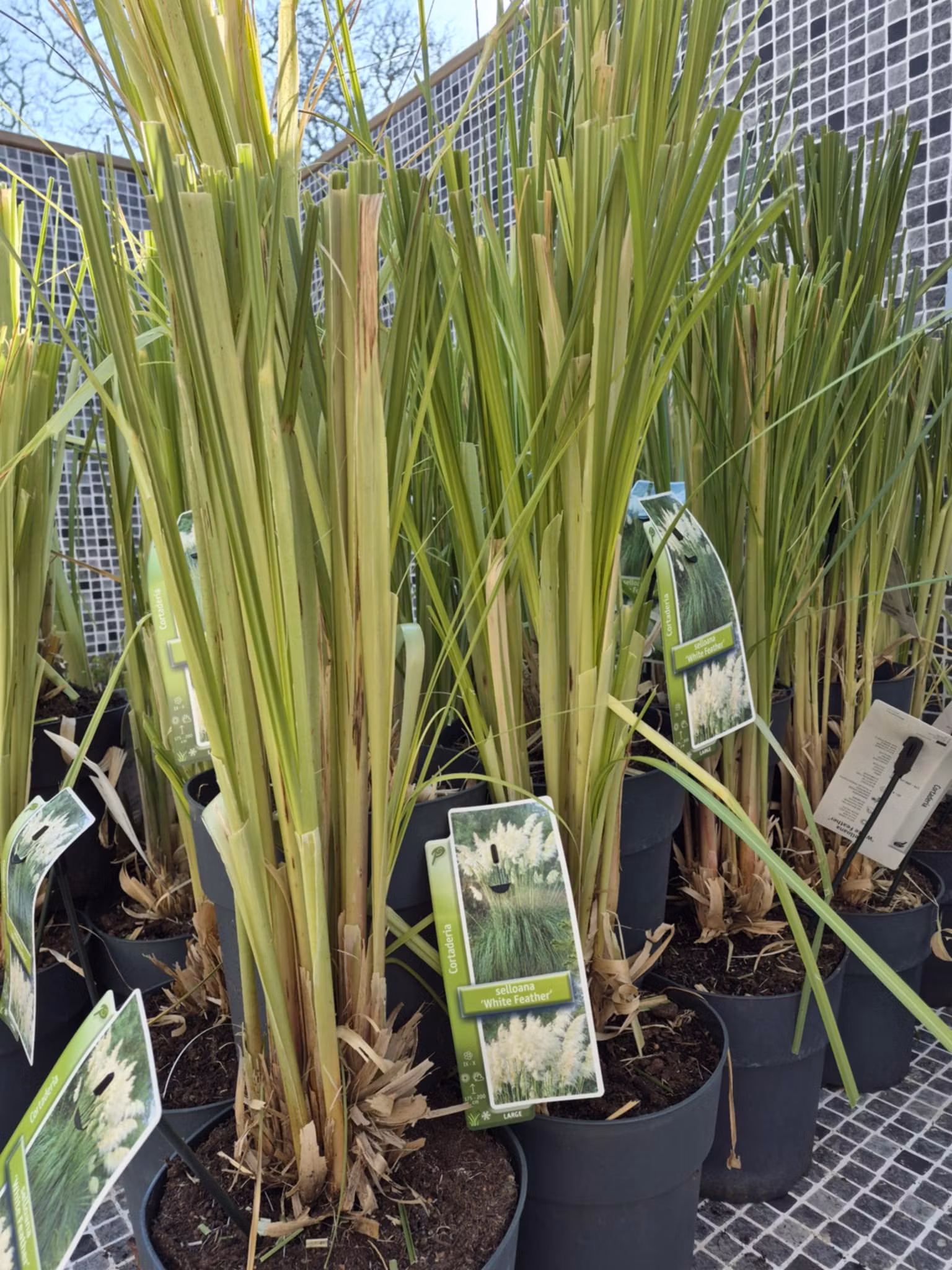Pampasgräs/Cortaderia Selloana - White Feather