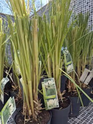 Pampasgräs/Cortaderia Selloana - White Feather