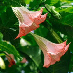 Änglatrumpet/Brugmansia - Enkel Rosa XL