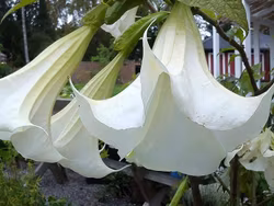 Änglatrumpet/Brugmansia - Enkel Vit XL