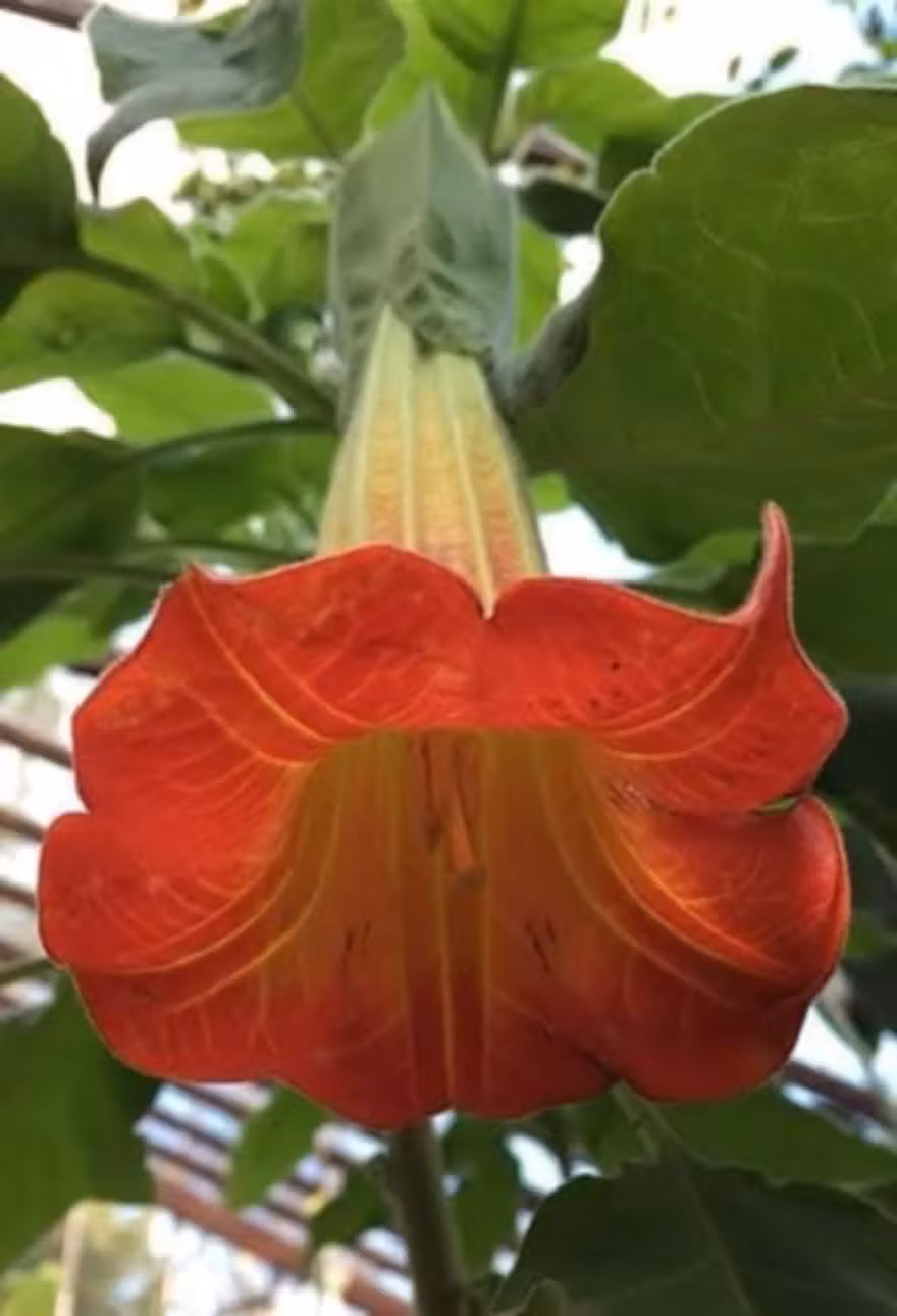 Änglatrumpet/Brugmansia - Sanguinea  XL