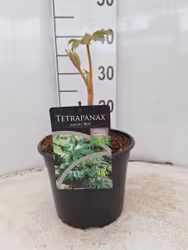 Tetrapanax Papyrifer - Rex