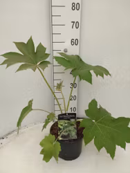 Tetrapanax Papyrifer - Rex