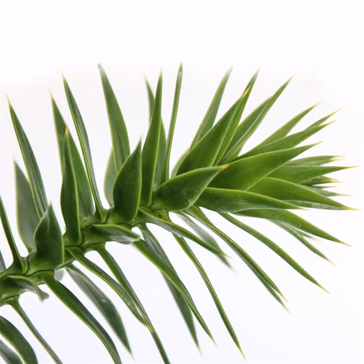 Brödgran-(Apträd) / Araucaria - Araucana