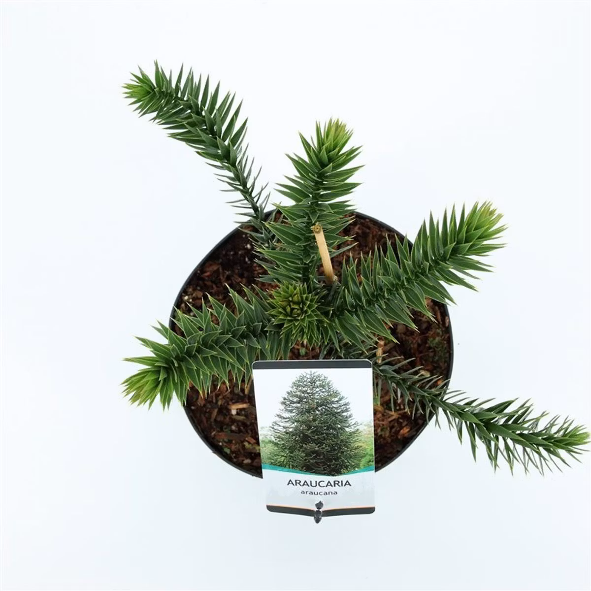 Brödgran-(Apträd) / Araucaria - Araucana