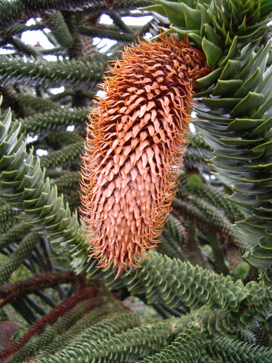 Brödgran-(Apträd) / Araucaria - Araucana