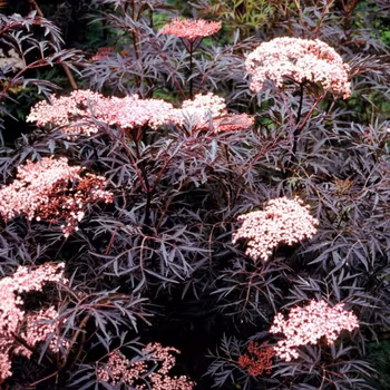 Svart Fläder/Sambucus Nigra - Black Lace
