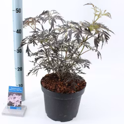 Svart Fläder/Sambucus Nigra - Black Lace