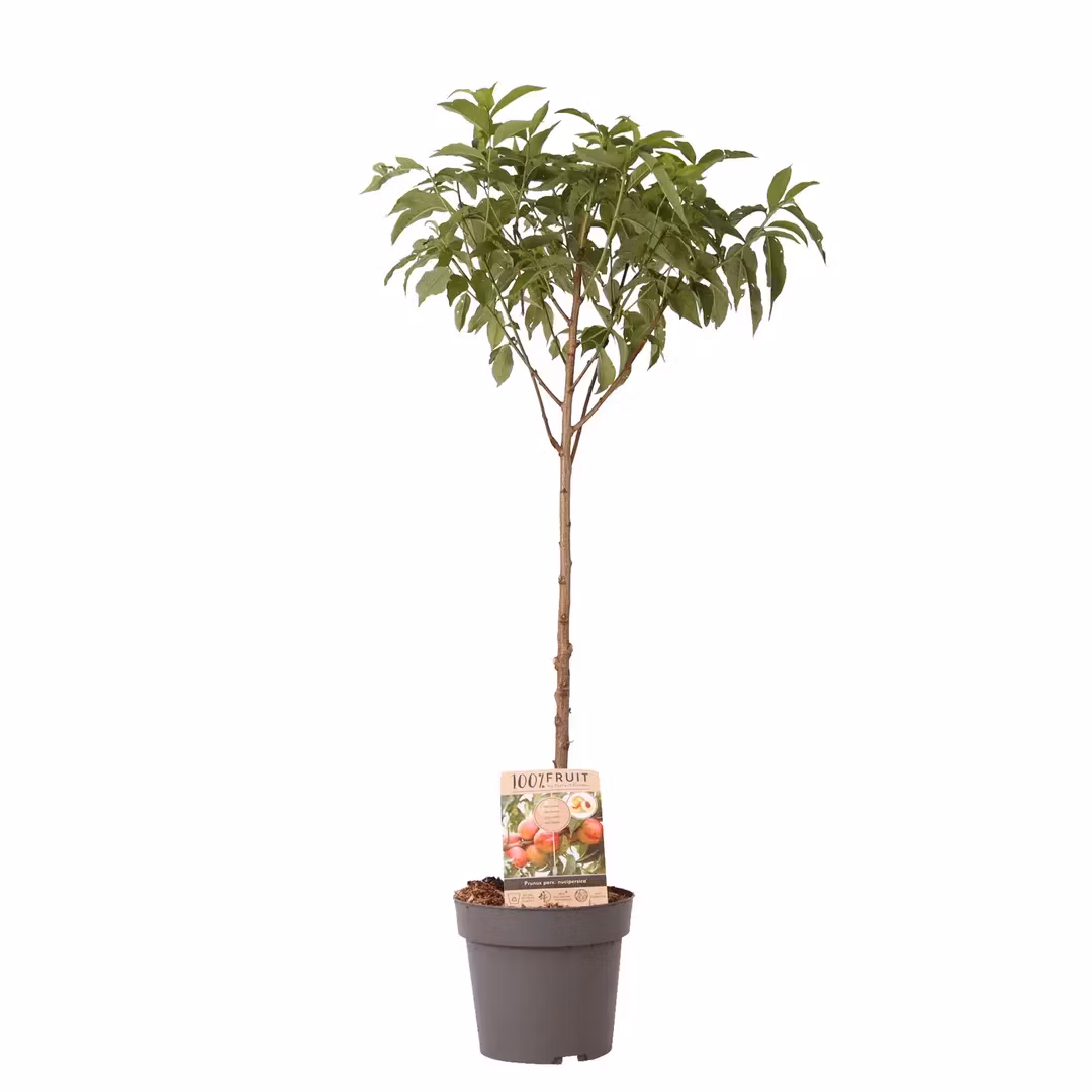 Nektarinträd/Prunus Persica  - Nucipersica