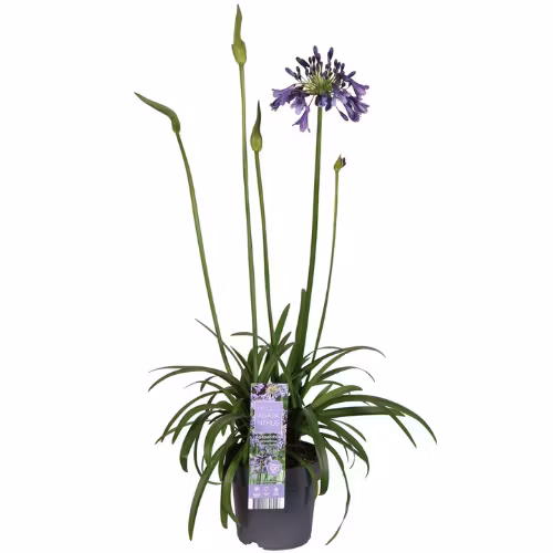 Afrikansklilja/Agapanthus - Poppin Purple