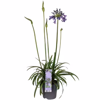 Afrikansklilja/Agapanthus - Poppin Purple