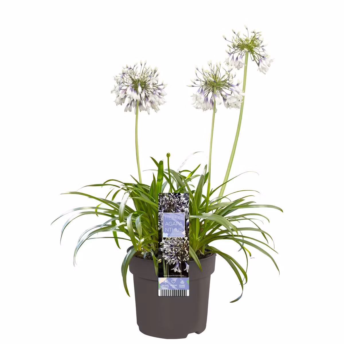 Afrikansklilja/Agapanthus - Fireworks