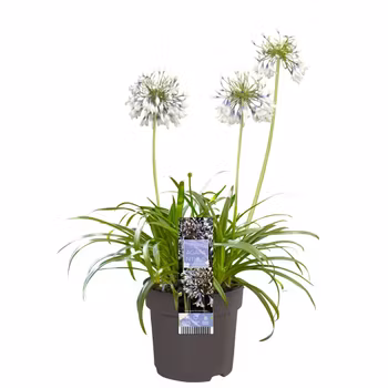 Afrikansklilja/Agapanthus - Fireworks