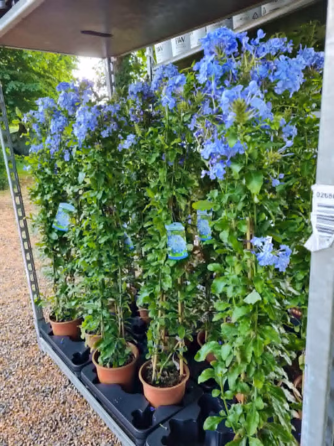 Blyblomma/Plumbago - Auriculata