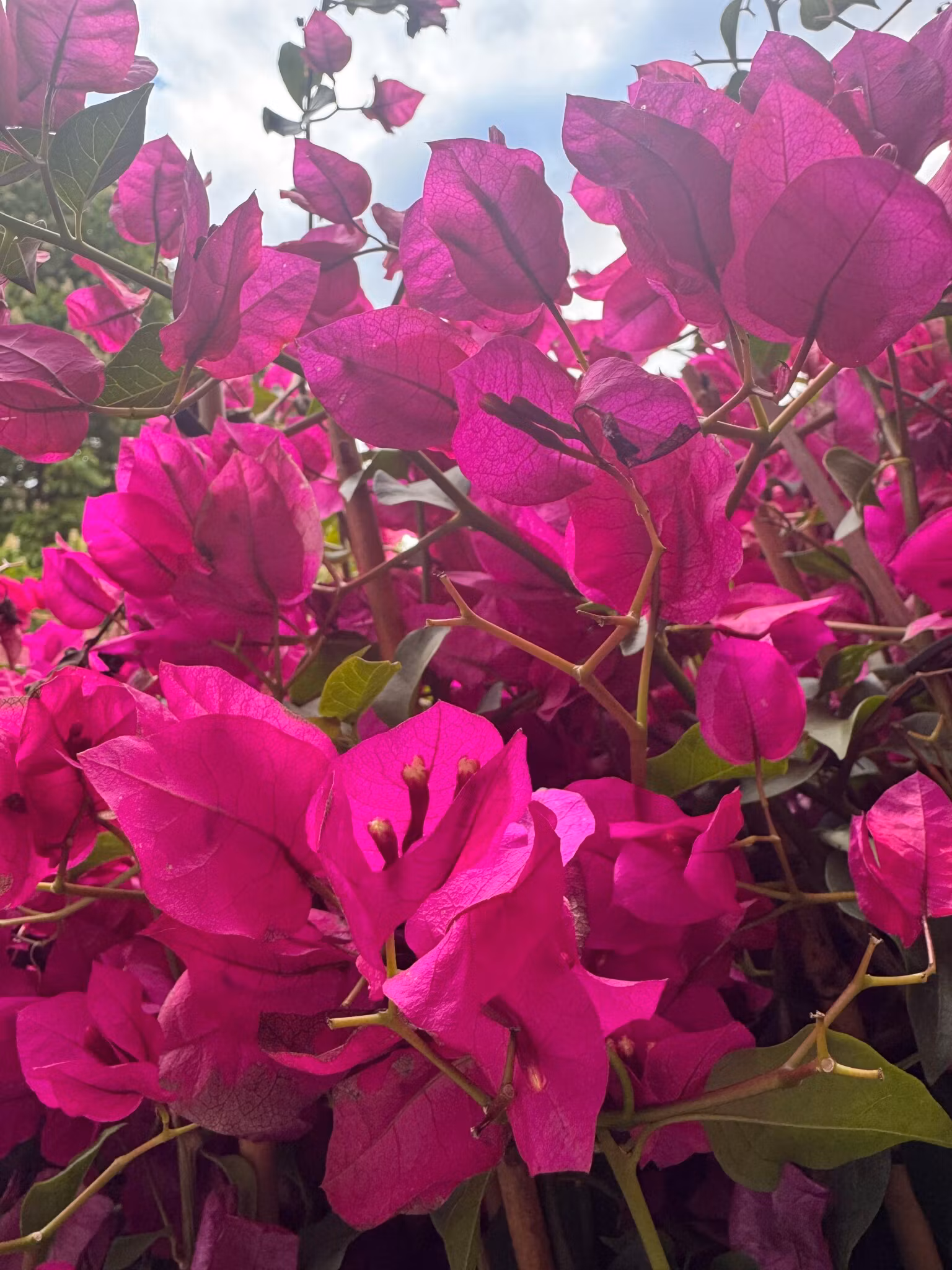 Bougainvillea Glabra - Sanderiana