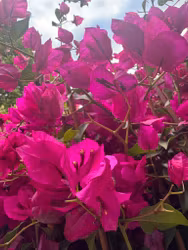 Bougainvillea Glabra - Sanderiana