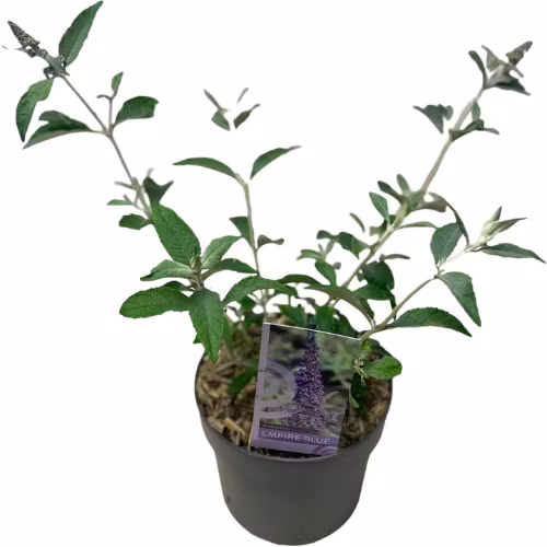 Buddleja Davidii (Fjärilsbuske) - Empire Blue