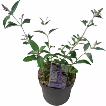 Buddleja Davidii (Fjärilsbuske) - Empire Blue