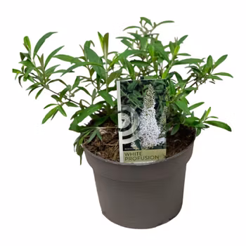 Buddleja Davidii (Fjärilsbuske) - White Profusion