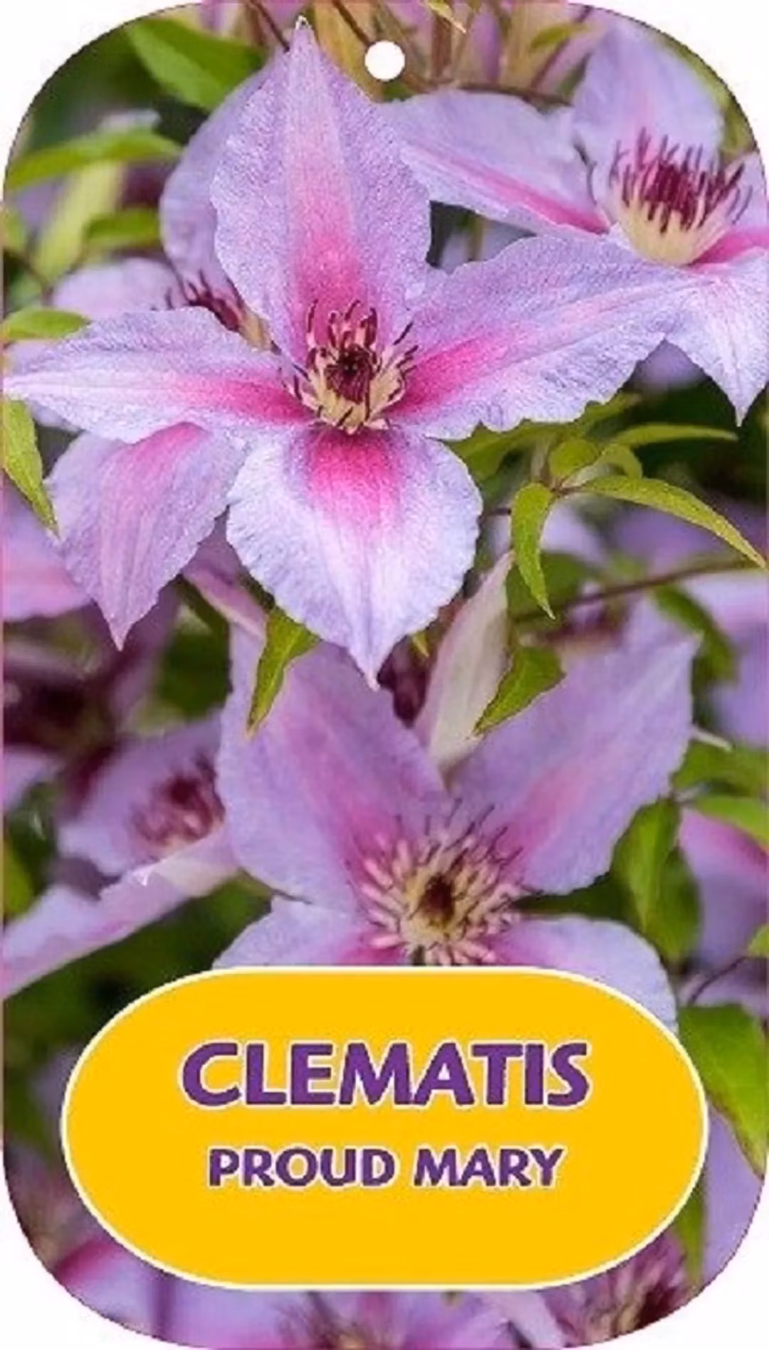 Klematis/Clematis - Proud Mary