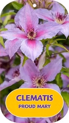 Klematis/Clematis - Proud Mary
