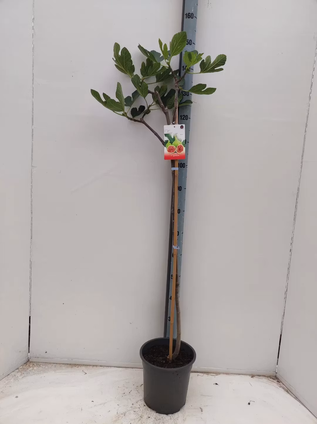 Fikon/Ficus - Carica (På Stam)
