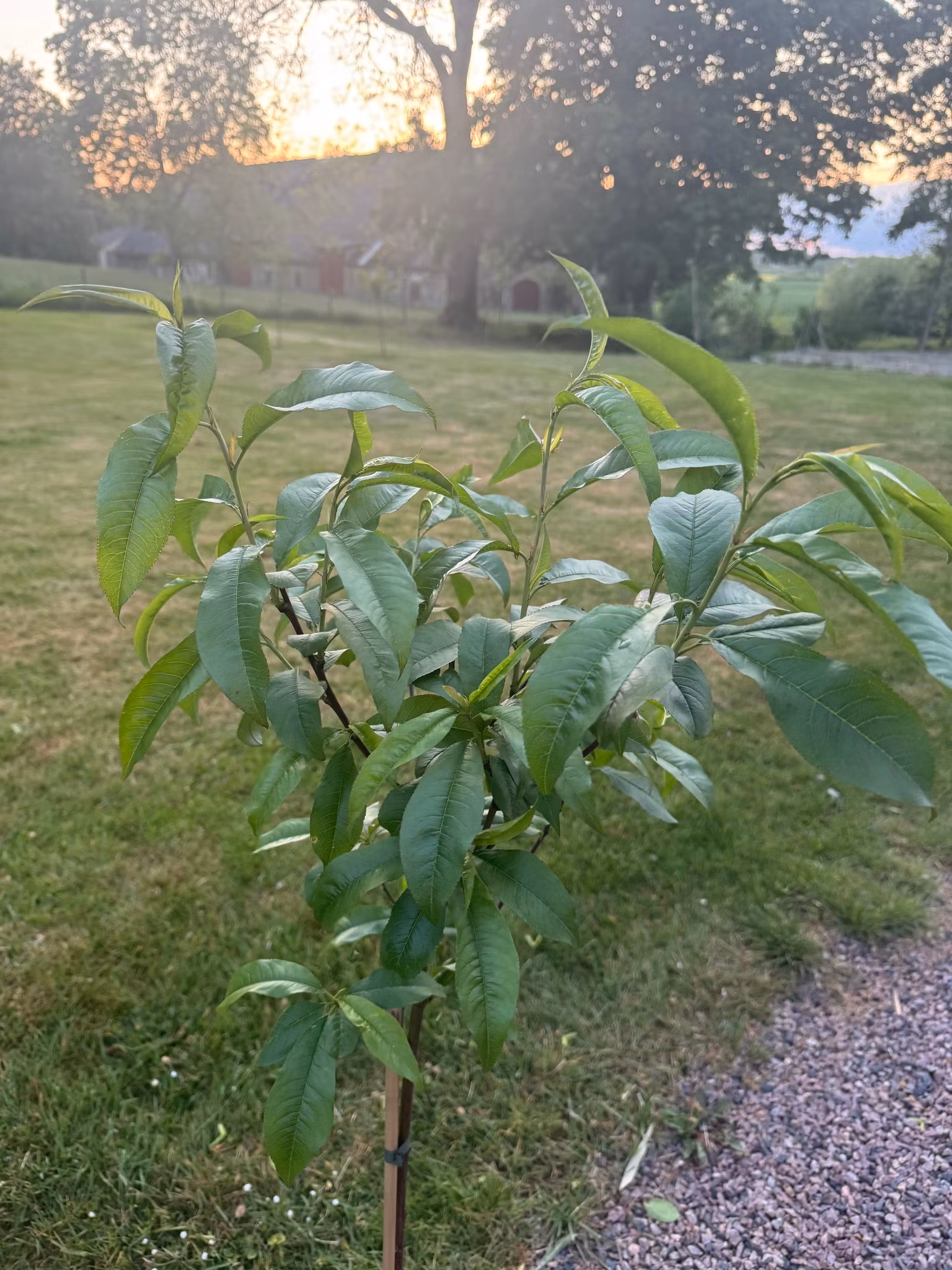 Persikaträd/Prunus Persica