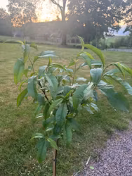 Persikaträd/Prunus Persica