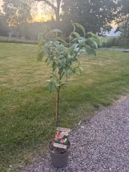 Persikaträd/Prunus Persica