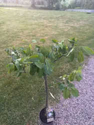 Plommonträd/Prunus Domestica  - Opal