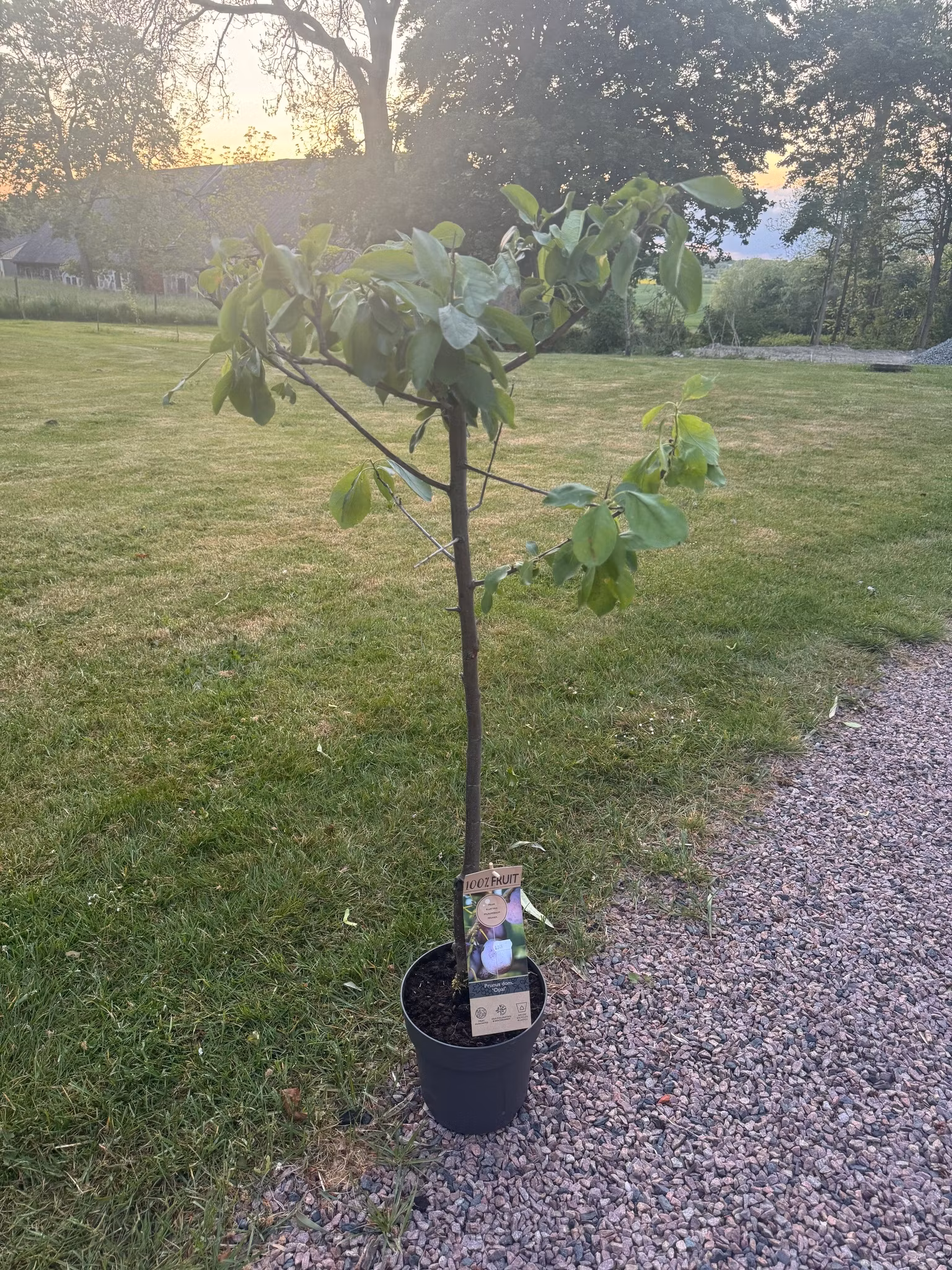 Plommonträd/Prunus Domestica  - Opal
