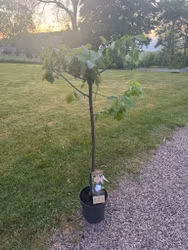 Plommonträd/Prunus Domestica  - Opal