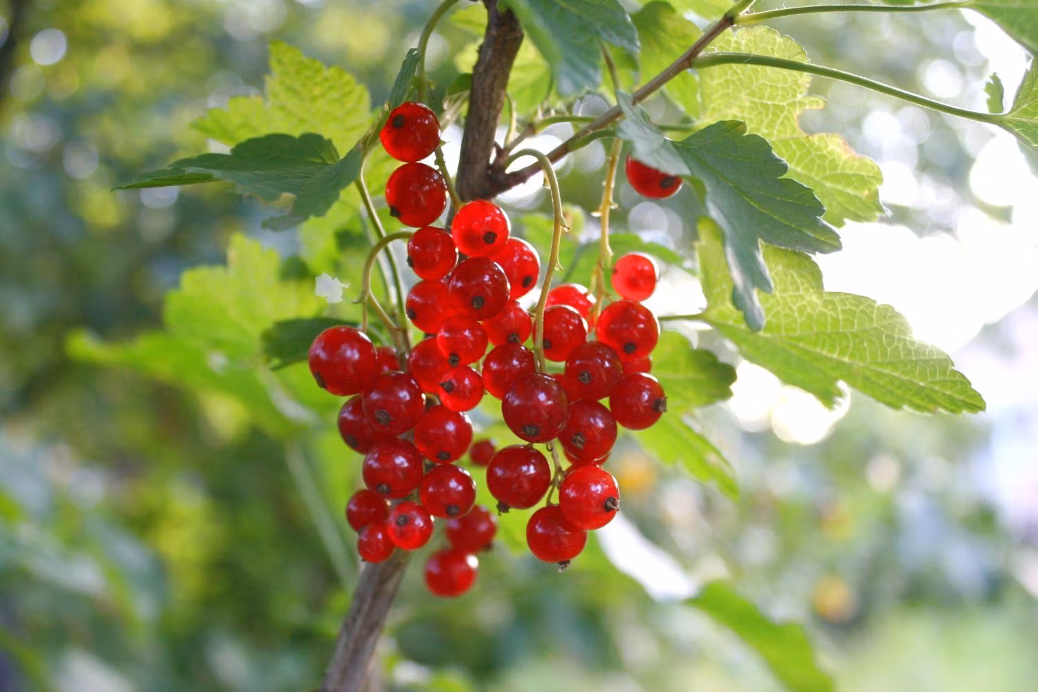 Röda Vinbär/Ribes Rubrum - Jonkheer van Tets