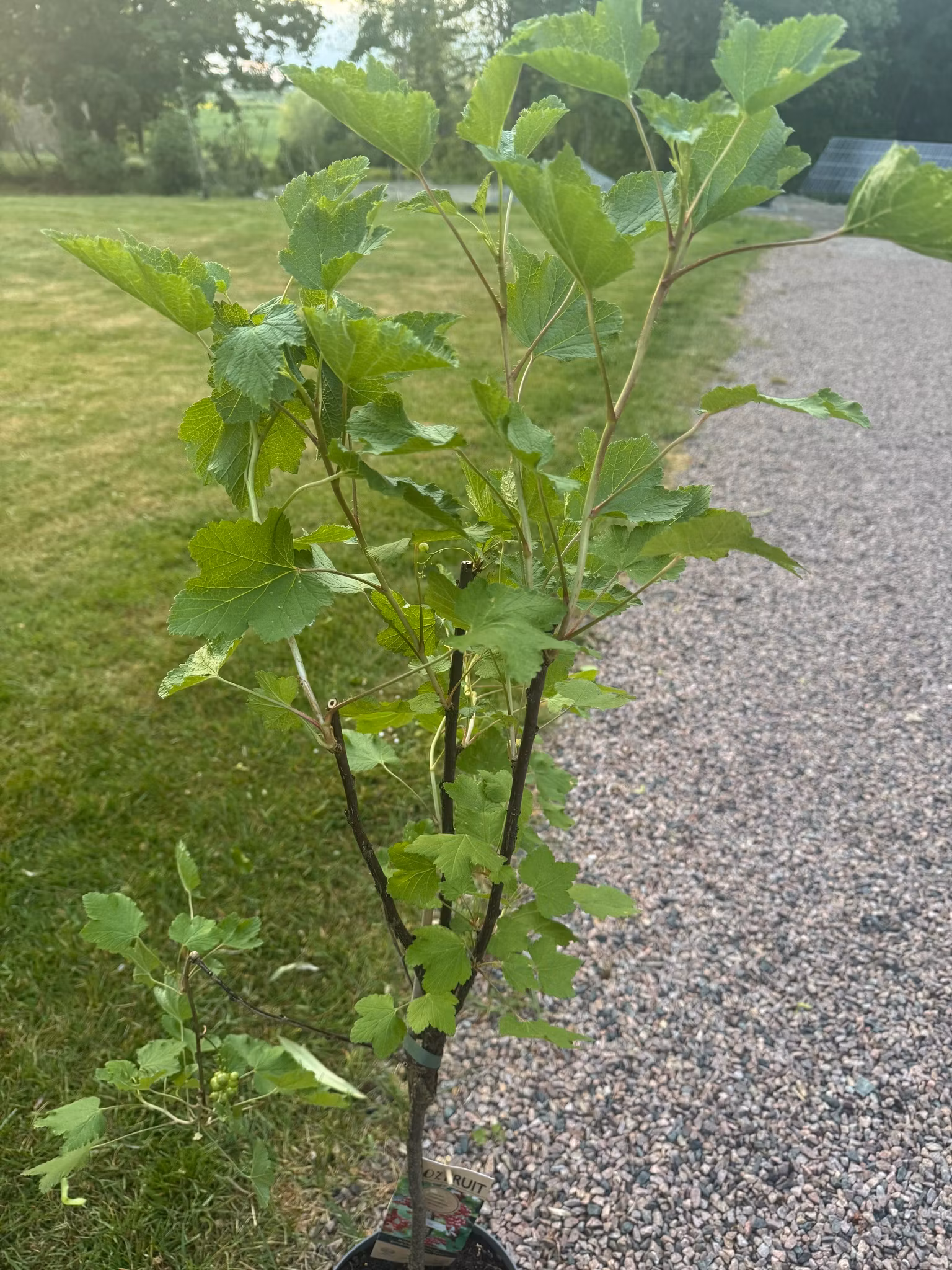 Röda Vinbär/Ribes Rubrum - Jonkheer van Tets