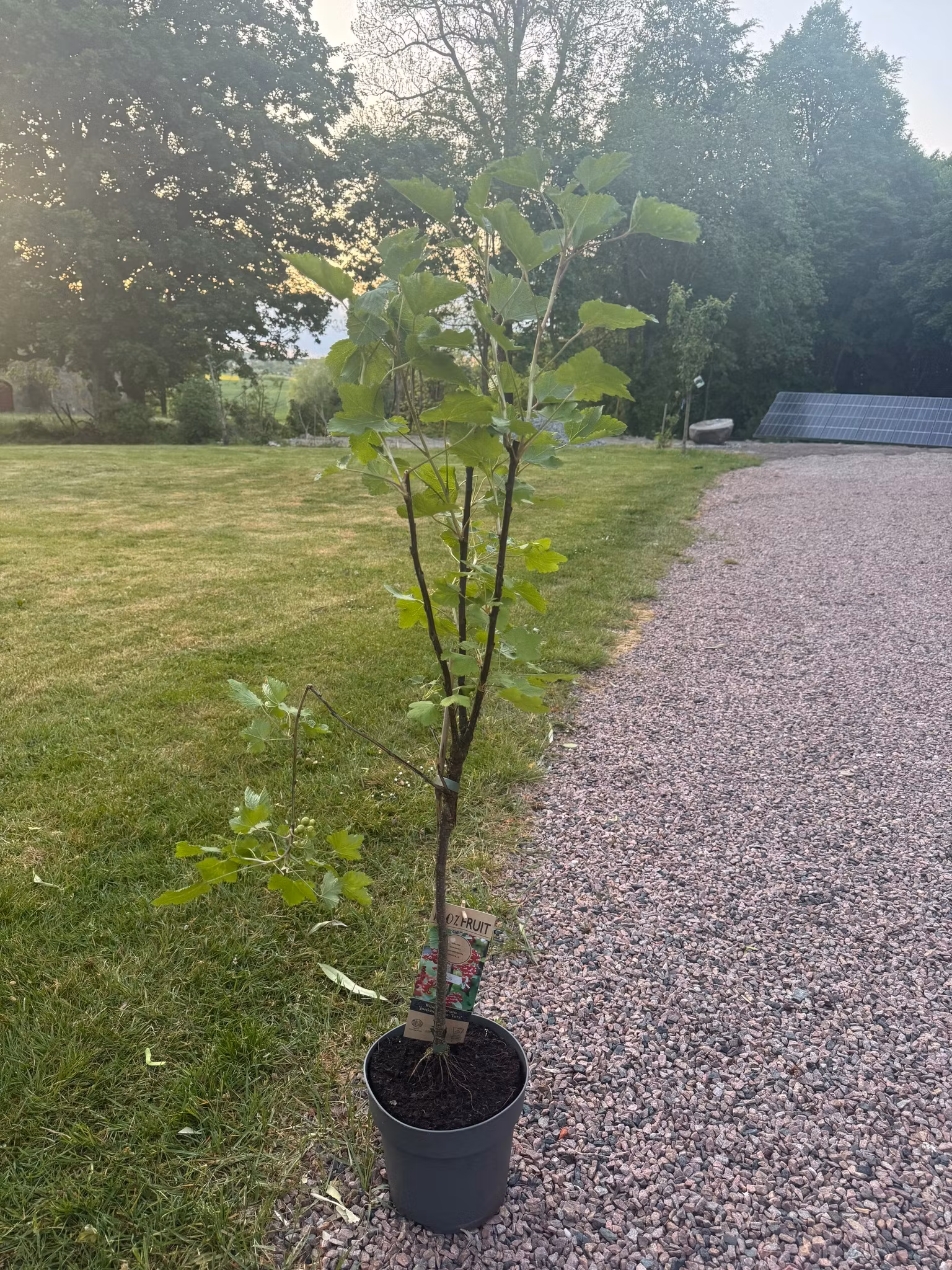 Röda Vinbär/Ribes Rubrum - Jonkheer van Tets