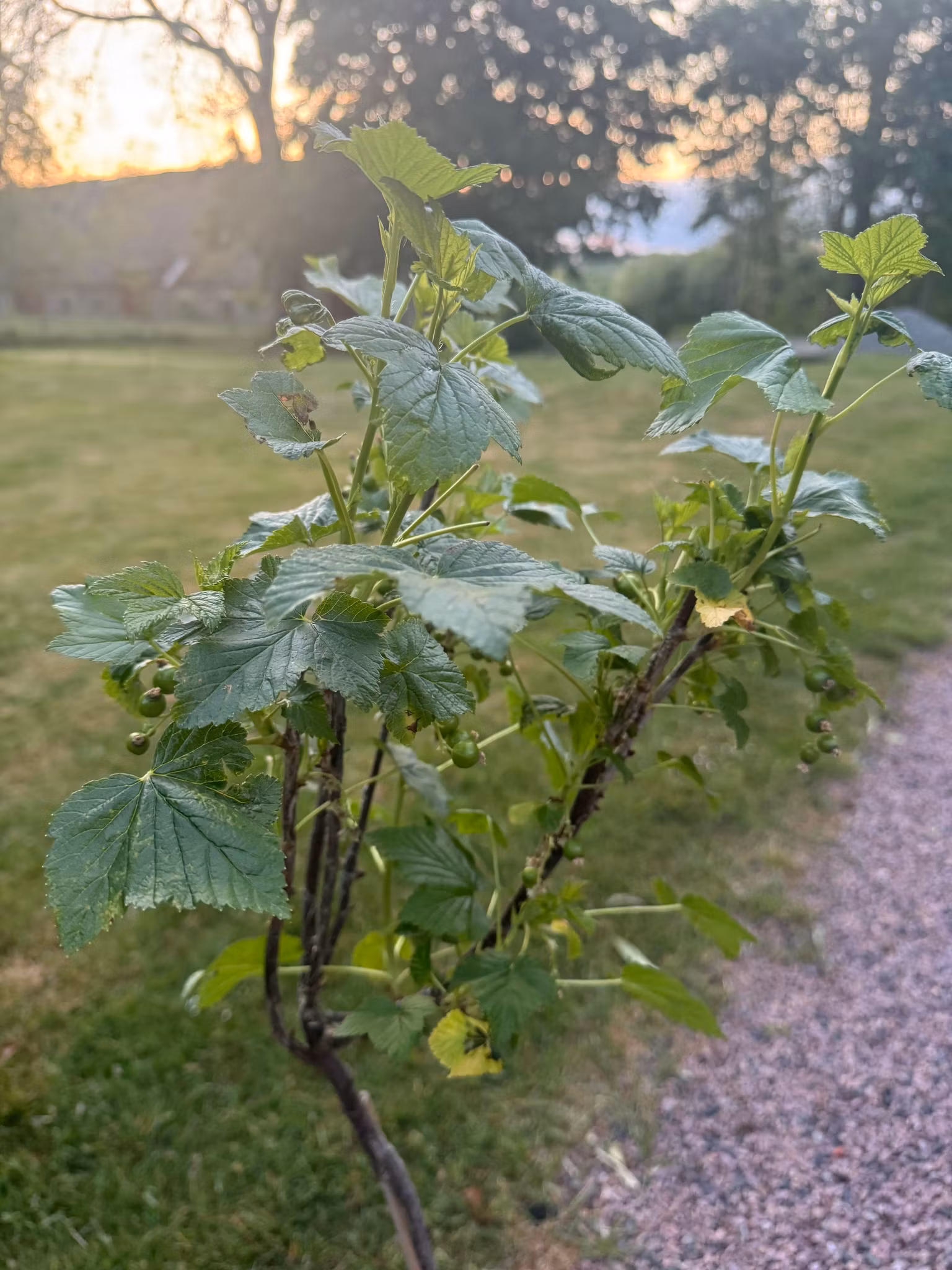 Svarta Vinbär/Ribes Nigrum - Titania