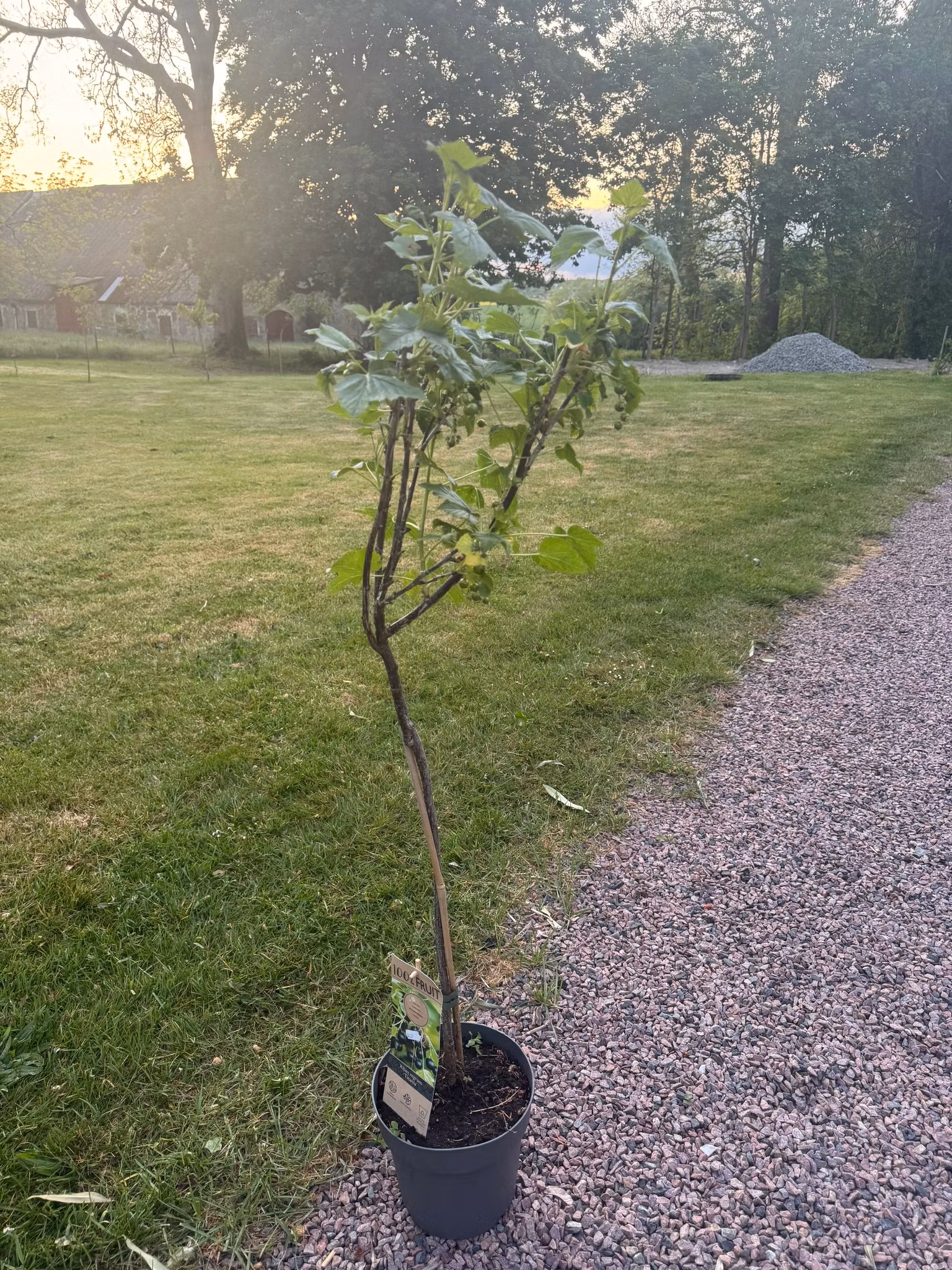 Svarta Vinbär/Ribes Nigrum - Titania