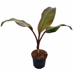 Ensetebanan/Ensete ventricosum - Maurelii