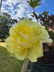 Pion/Paeonia Itoh - Bartzella