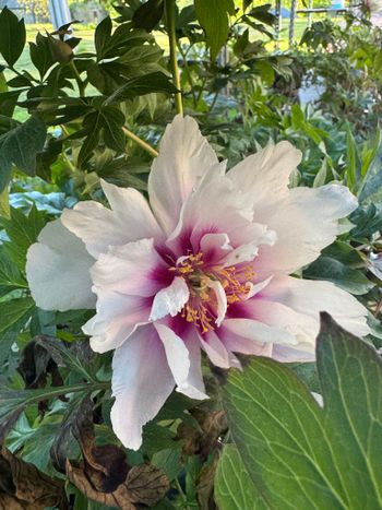 Pion/Paeonia Itoh - Cora Louise
