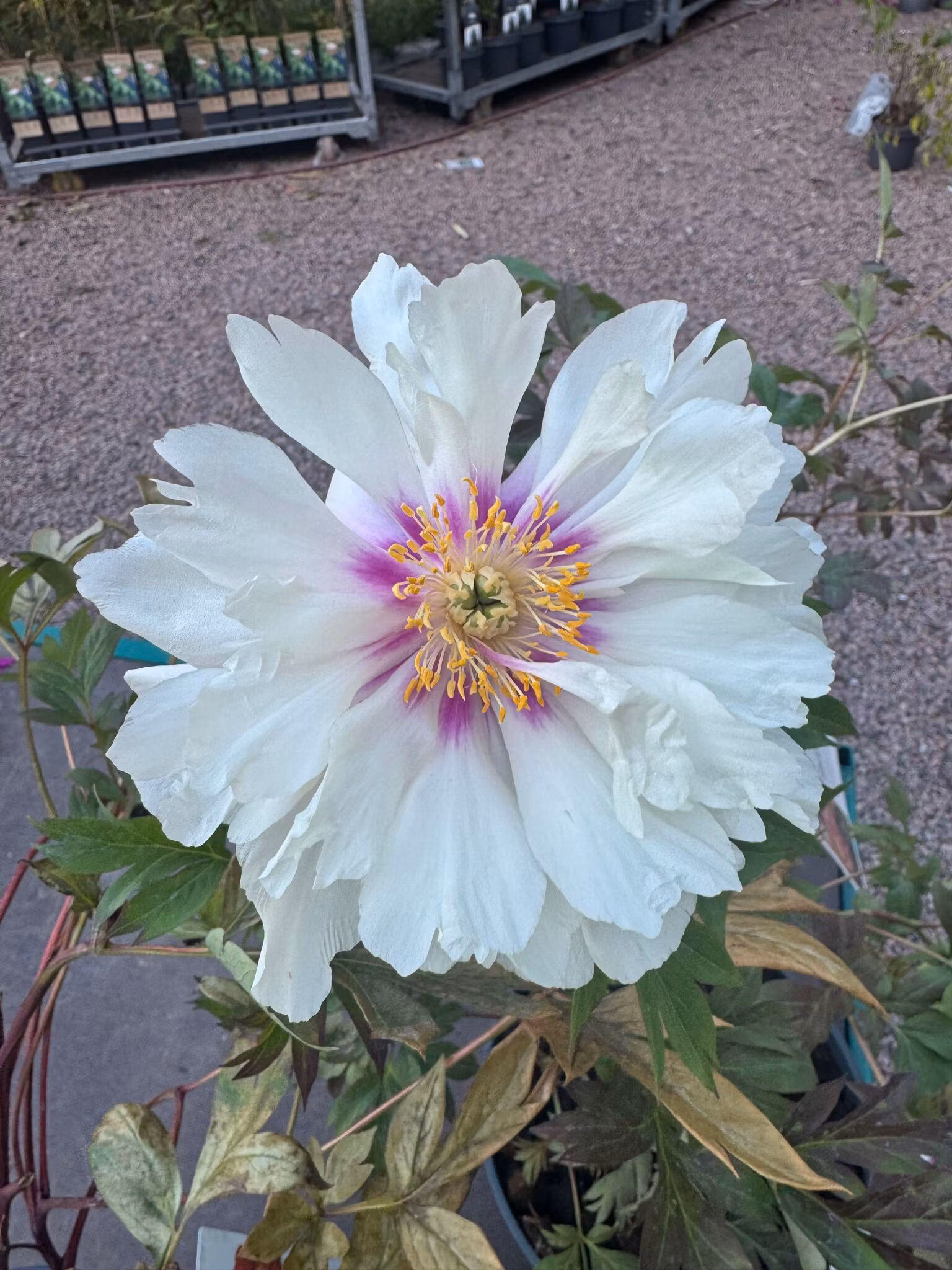 Pion/Paeonia Itoh - Cora Louise