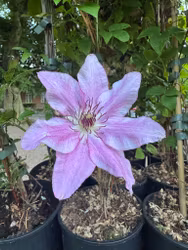 Klematis/Clematis - Isabella
