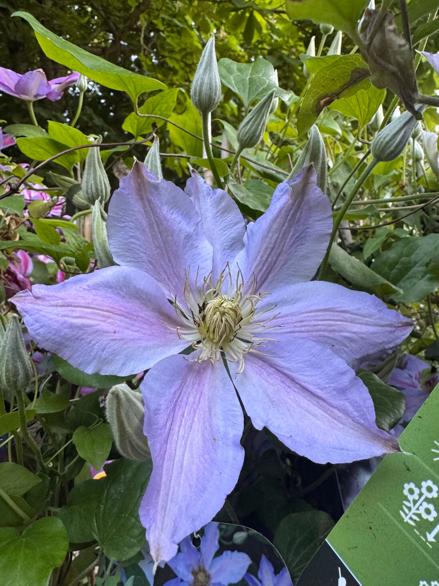 Klematis/Clematis - Spotlight