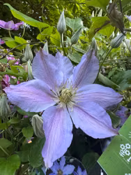 Klematis/Clematis - Spotlight