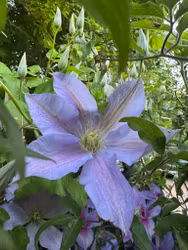 Klematis/Clematis - Spotlight