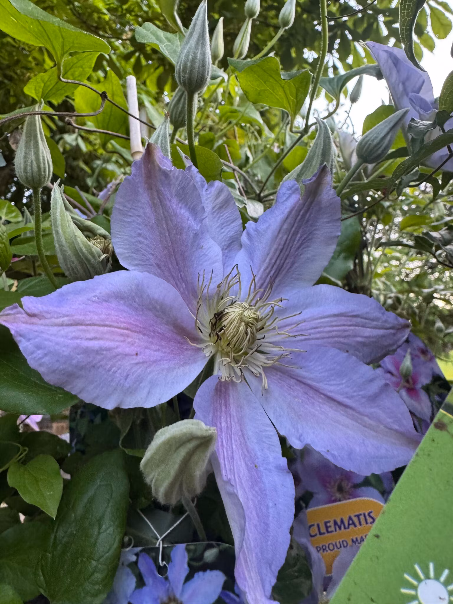 Klematis/Clematis - Spotlight