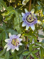 Passionsblomma/Passiflora - Caerulea